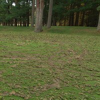 Des traces de roues sur un terrain de golf.