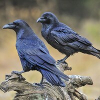 Deux grands corbeaux posés sur une branche.