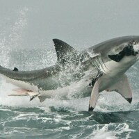 Un grand requin blanc chasse un phoque.