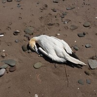 Un oiseau mort sur le sable.