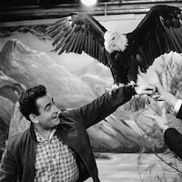 Dans un studio de télévision, l'animateur Guy Provos offrant son bras en guise de perchoir à un pigargue (aigle à tête blanche).