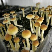 Une vingtaine de petits champignons qui poussent dans une boîte de culture prévue à cet effet. 