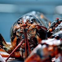Un homard photographié en gros plan.
