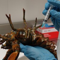 Une scientifique insère une aiguille dans un homard.