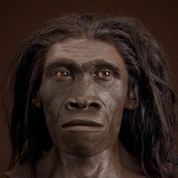 Représentation artistique d'un Homo erectus.