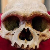 Un crâne humain fossilisé.