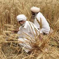 Deux hommes sont accroupis dans un champ de blé.