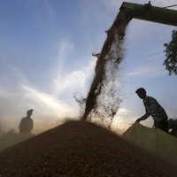 Récolte de blé dans la région d'Ahmedabad dans l'ouest de l'Inde.