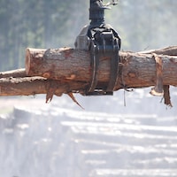 Une grue mécanique déplace des troncs d'arbres coupés.