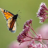 Un monarque se pose sur une fleur.
