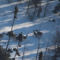 Six caribous se déplacent dans la neige à travers les arbres.