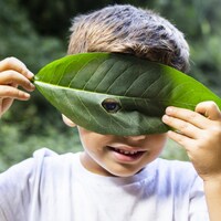 Un garçon regarde à travers un trou dans une feuille.