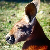 Plan rapproché de la tête d'un kangourou.