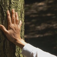 Une main touche un arbre pour y puiser des bienfaits.