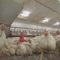 Des poulets dans un élevage conventionnel.