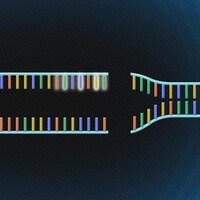 Image infographique d'un brin d'ADN qui a été coupé.