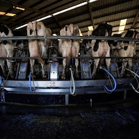 Des machines pour traire les vaches sont attachées à une rangée de vaches laitières.
