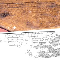 Image d'une aile de libellule fossilisée.