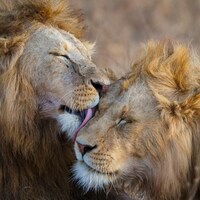 Des lions de la région du cratère Ngorongoro, en Tanzanie.