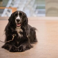 Manic, le chien de soutien émotionnel, est couché sur le plancher du palais de justice de Québec.