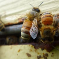 Des abeilles dans une ruche.