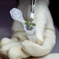 Une plante Arabidopsis thaliana est placée dans une fiole dans un laboratoire de l'université de la Floride.