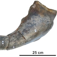 Une partie de mâchoire d'un ichtyosaure découverte sur une plage du sud de l'Angleterre.