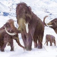 Un groupe de mammouths dans des montagnes enneigées.