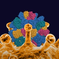 Une image d'une molécule sur le coronavirus.