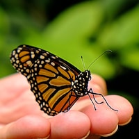 Un papillon monarque posé sur une main.