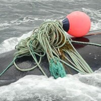 Une baleine noire, empêtrée dans de l'équipement de pêche, dans la baie de Fundy.