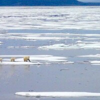 Une ourse polaire et ses deux petits marchent sur la glace de mer proche de la péninsule Boothia.