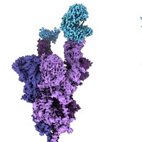 Image en résolution quasiment atomique de la mutation qui se trouve sur la protéine de spicule.