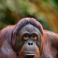 Gros plan sur le visage d'un orang-outan.