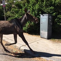 Un orginal vu de proche sur la rue.