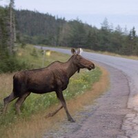 Un orignal sur la route avec une voiture qui s'approche à grande vitesse.