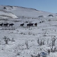 Des orignaux courent dans la neige devant des montagnes. Image prise près d'Aklavik en avril 2022.