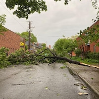 Un arbre déraciné devant une maison du quartier Centertown, à Ottawa.