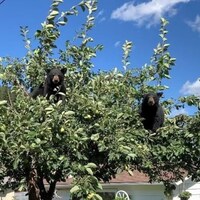 Deux ours noirs ont grimpé dans un arbre fruitier d'un jardin. 