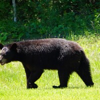 Un ours noir dans un champ.