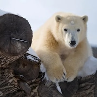 Aurora, l'ourse polaire. 