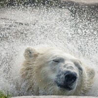 Un ours polaire en captivité.