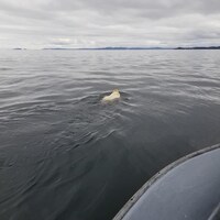 L'ours s'éloigne à la nage du bateau du chasseur