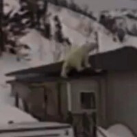 Un ours polaire sur le toit d'une maison.