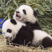 Deux bébés pandas. 