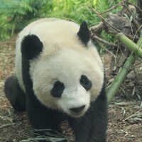 un bébé panda s'avance  entre les bambous.