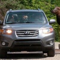 Des wapitis entourent une voiture dans un parc.