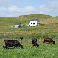 Des vaches broutent devant des collines où se trouvent une maison.