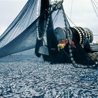 Des dizaines de milliers de harengs morts ont été découverts sur des plages de la Nouvelle-Écosse.