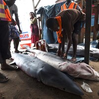 Des pêcheurs dévoilent les requins qu'ils ont pêchés dans un port d'Abidjan, en Côte d'Ivoire. 